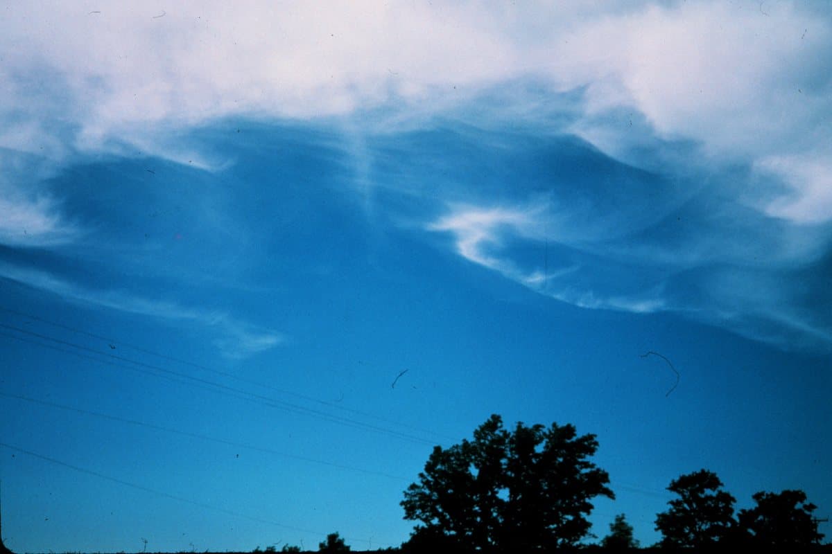 Cirros: filamentos blancos y curvados en un cielo azul, sobre unos árboles.